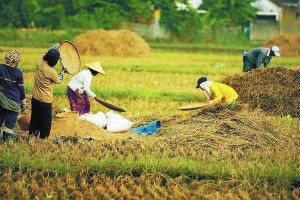 petani-sawah