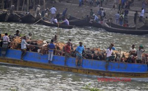 perdagangan sapi di bangladesh