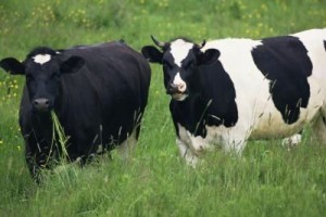 Sapi Amerika di tengah rumput alfalfa (www.ehow.com)