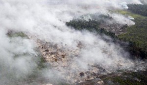 kebakaran hutan di riau